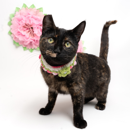 Lexy, an adoptable Domestic Short Hair in Caldwell, ID, 83607 | Photo Image 1