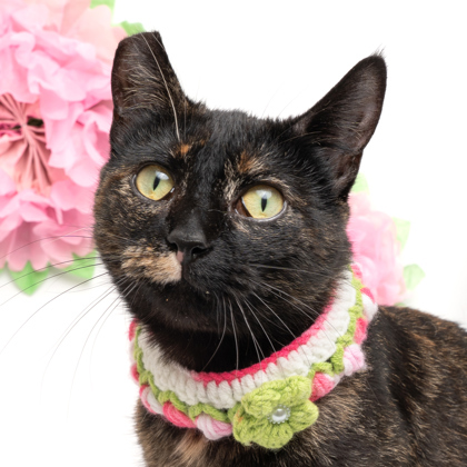 Lexy, an adoptable Domestic Short Hair in Caldwell, ID, 83607 | Photo Image 2