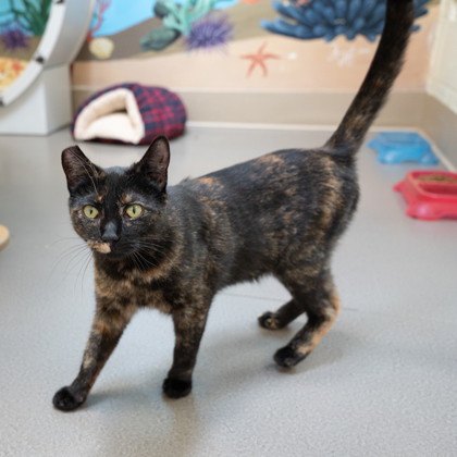 Lexy, an adoptable Domestic Short Hair in Caldwell, ID, 83607 | Photo Image 3