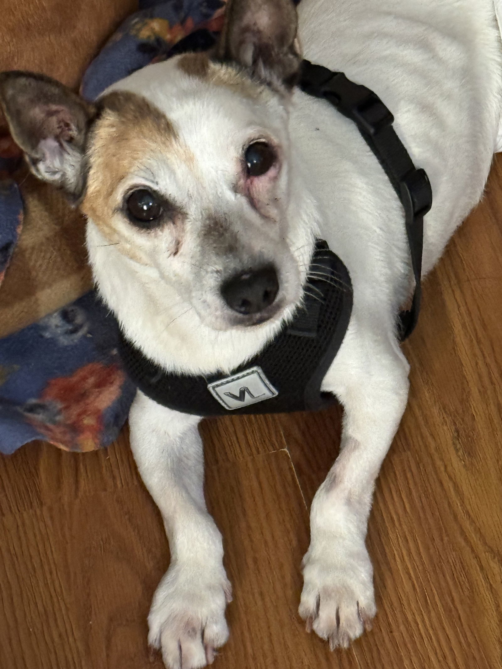 George, an adoptable Rat Terrier in Sioux Falls, SD, 57101 | Photo Image 1