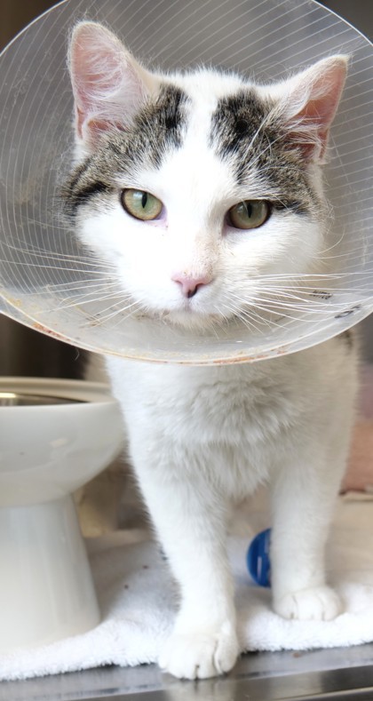 Squilliam Fancyson (In Foster)
