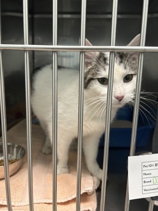 Squilliam Fancyson (In Foster)