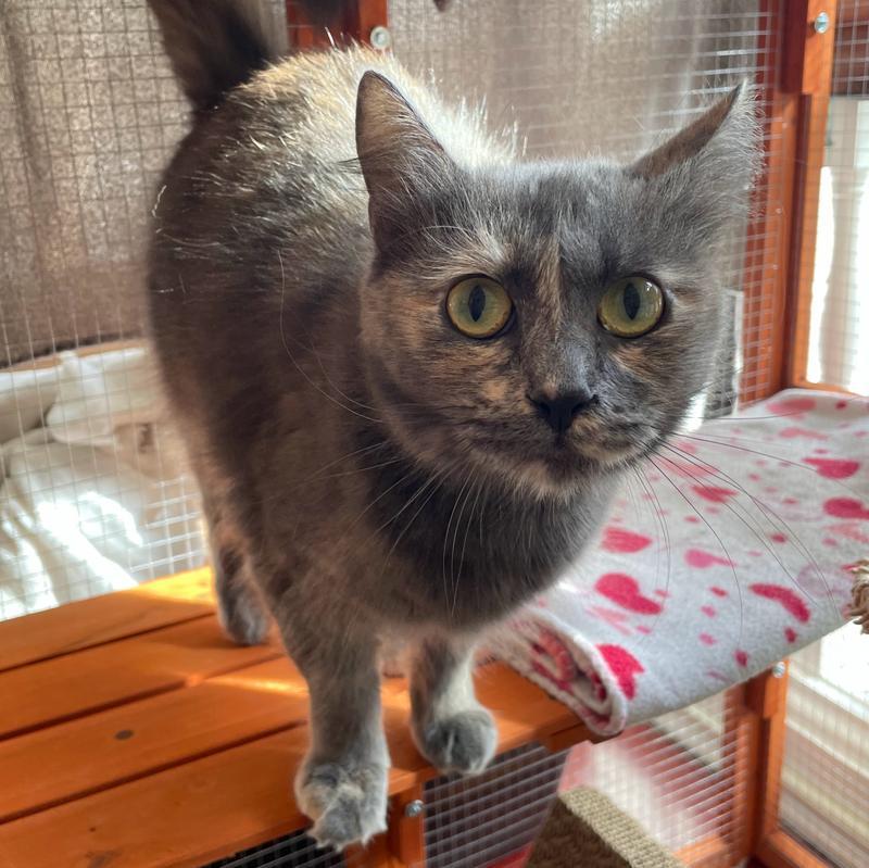 Stella