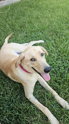 Penny (Pinky)