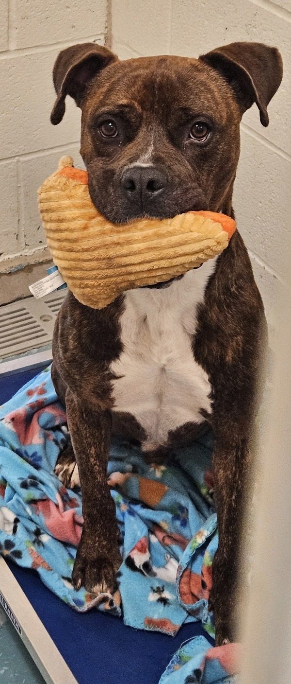 Harvey