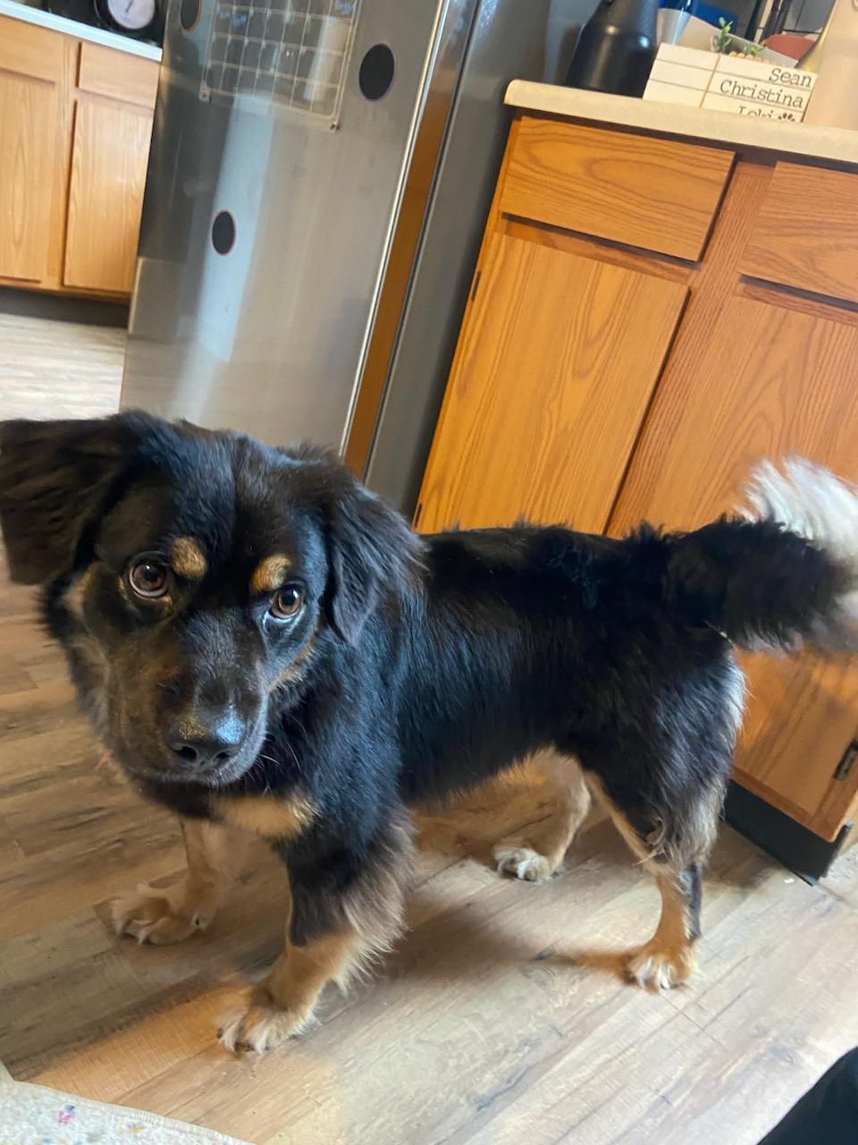 Gypsy (Aussie) - Great Pup!!