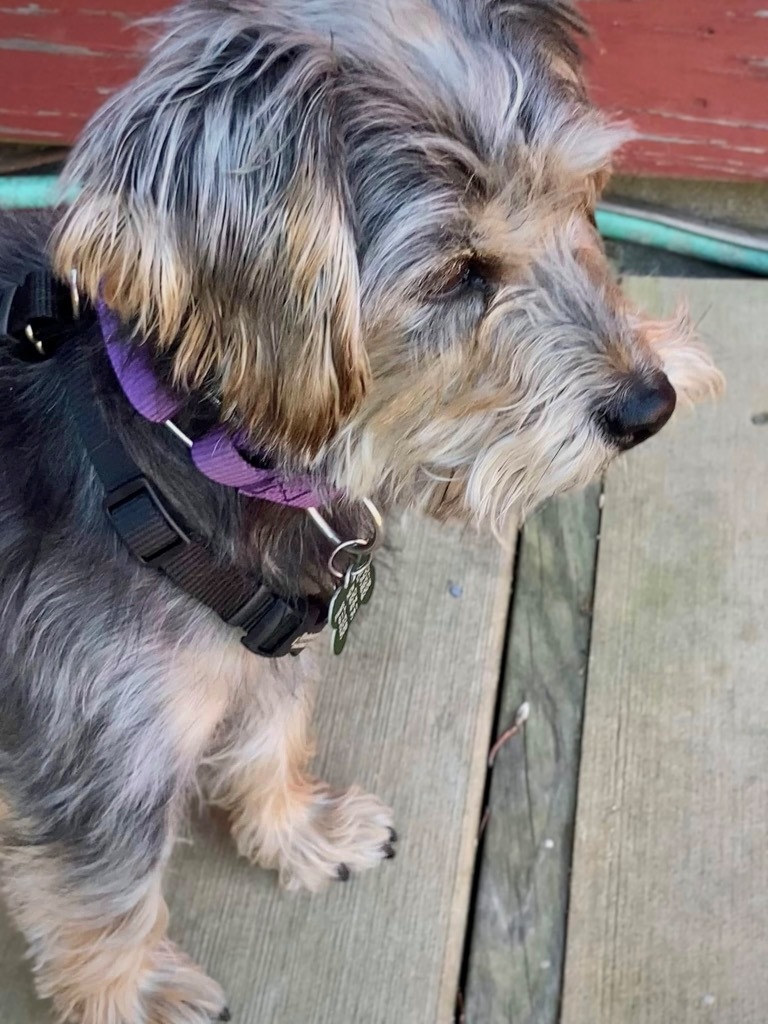 Scruffy