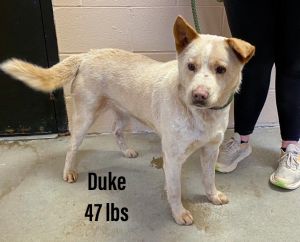 Duke, Adult Male Labrador Retriever