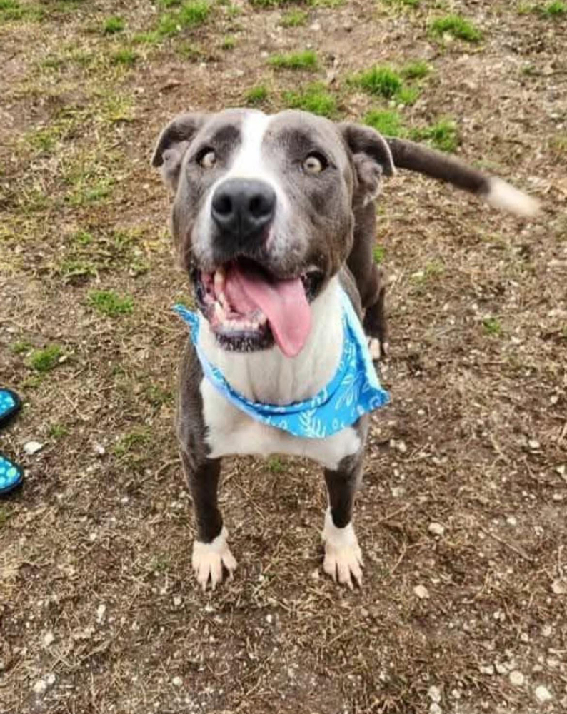 Diamond A137162 / A4353, an adoptable Pit Bull Terrier in Halifax, NS, B3J 3A5 | Photo Image 1