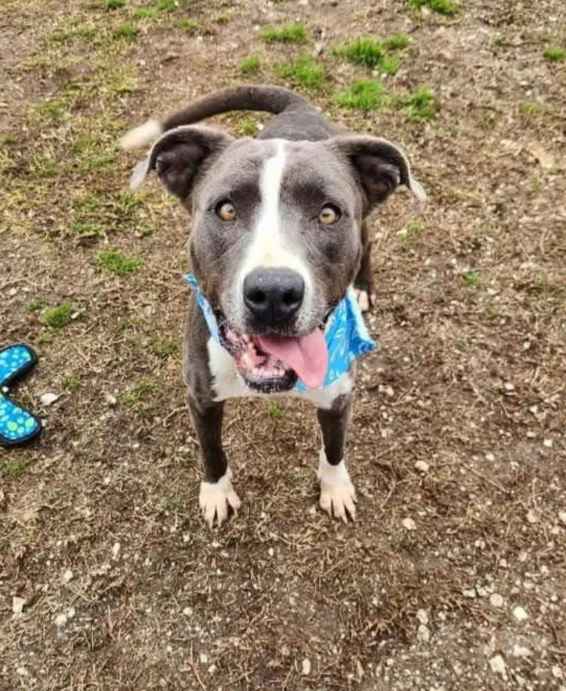 Diamond A137162 / A4353, an adoptable Pit Bull Terrier in Halifax, NS, B3J 3A5 | Photo Image 2