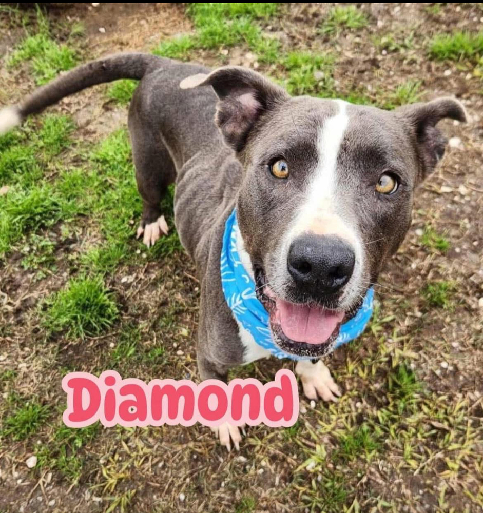 Diamond A137162 / A4353, an adoptable Pit Bull Terrier in Halifax, NS, B3J 3A5 | Photo Image 3