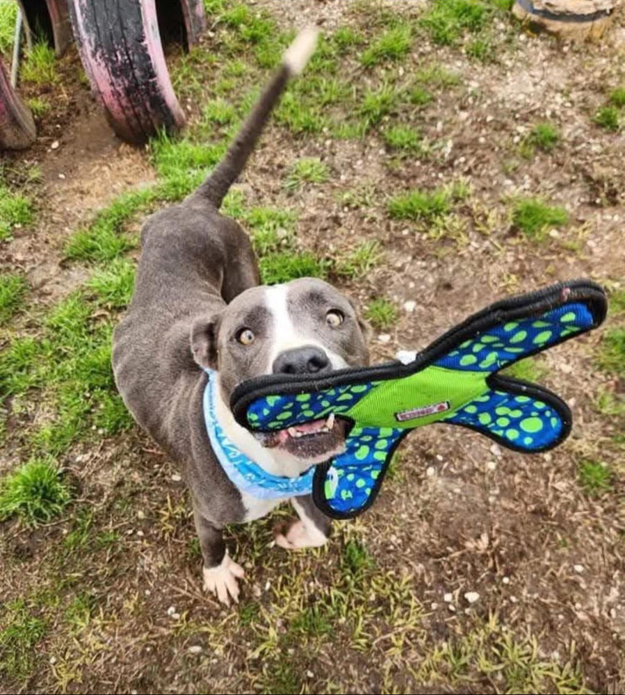 Diamond A137162 / A4353, an adoptable Pit Bull Terrier in Halifax, NS, B3J 3A5 | Photo Image 4