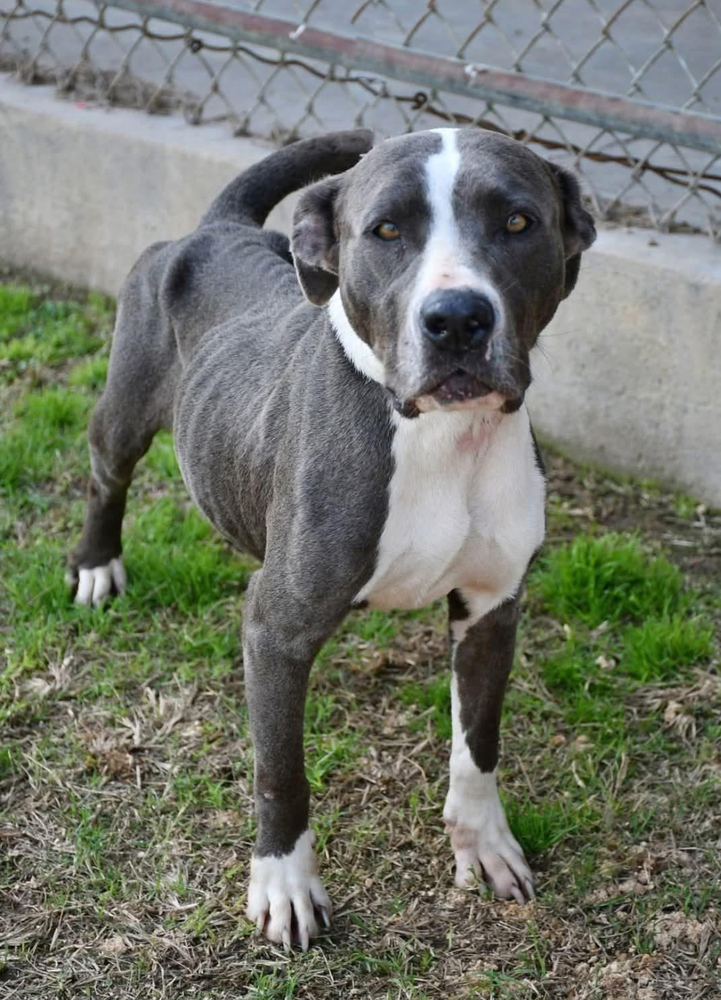 Diamond A137162 / A4353, an adoptable Pit Bull Terrier in Halifax, NS, B3J 3A5 | Photo Image 5