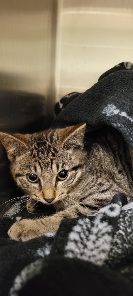 Keith Urban (Petco)