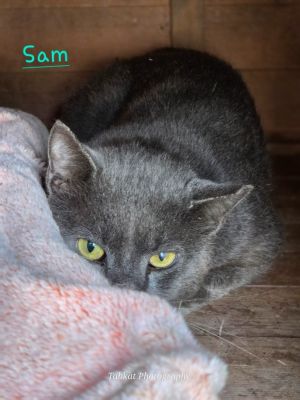 Sam, Adult Male unknown
