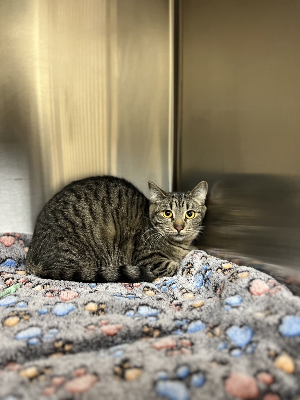 Tulip, an adoptable Domestic Short Hair in Kennewick, WA, 99336 | Photo Image 1