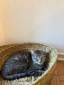 Kai