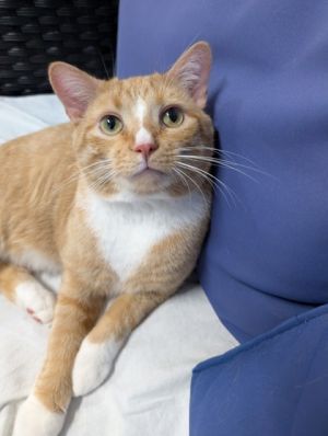 Timothy, Adult Male unknown