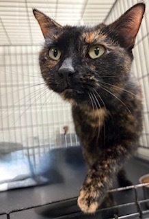 Athena, Adult Female unknown
