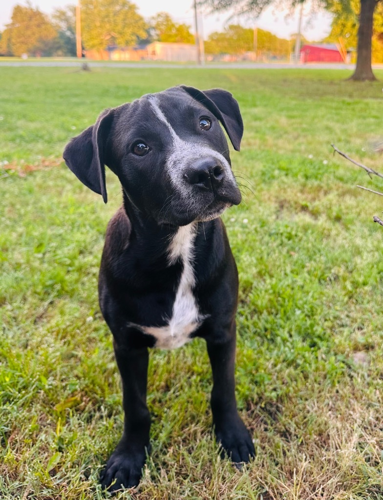 George, an adoptable Pit Bull Terrier, Spaniel in Claremore, OK, 74017 | Photo Image 1
