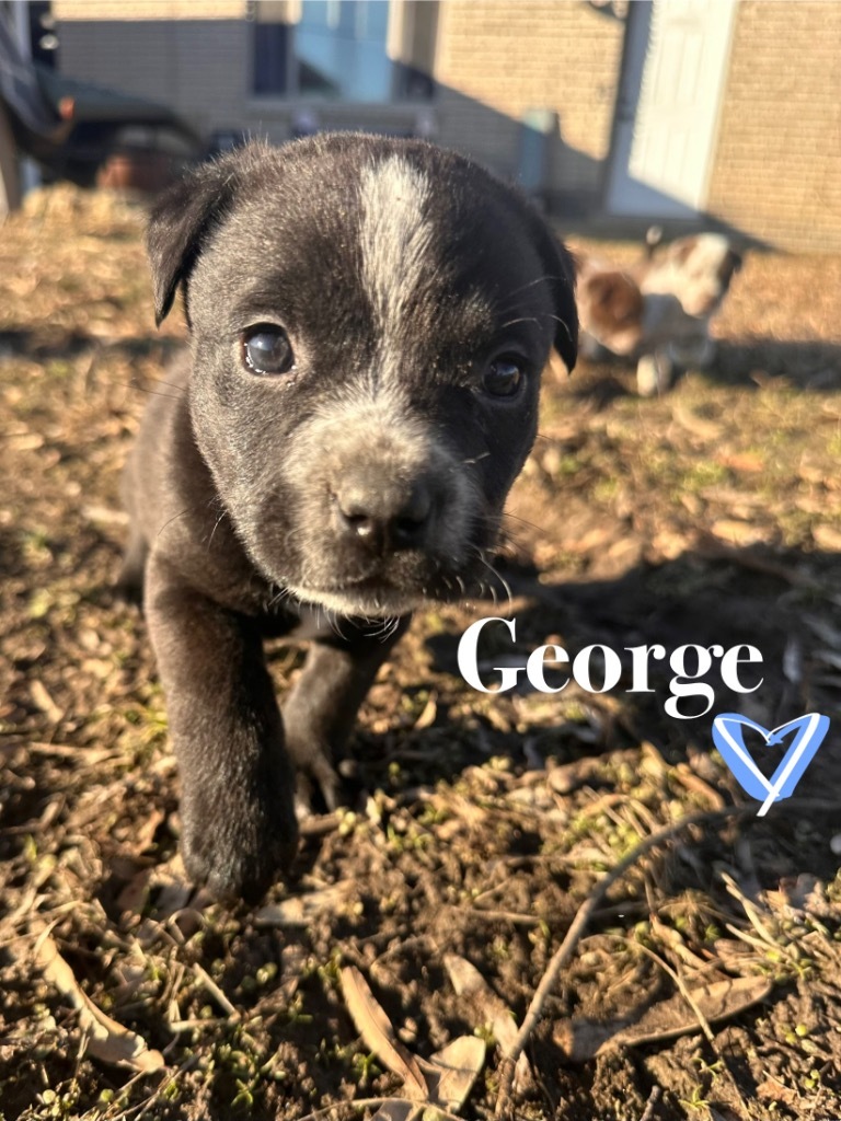 George, an adoptable Pit Bull Terrier, Spaniel in Claremore, OK, 74017 | Photo Image 2
