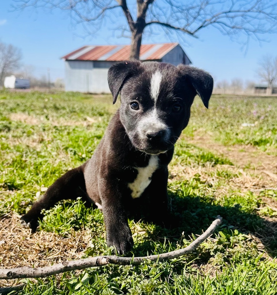 George, an adoptable Pit Bull Terrier, Spaniel in Claremore, OK, 74017 | Photo Image 3