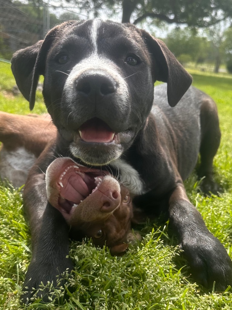 George, an adoptable Pit Bull Terrier, Spaniel in Claremore, OK, 74017 | Photo Image 4