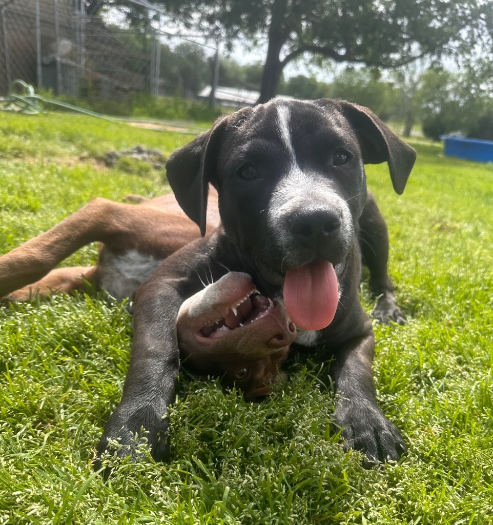 George, an adoptable Pit Bull Terrier, Spaniel in Claremore, OK, 74017 | Photo Image 5