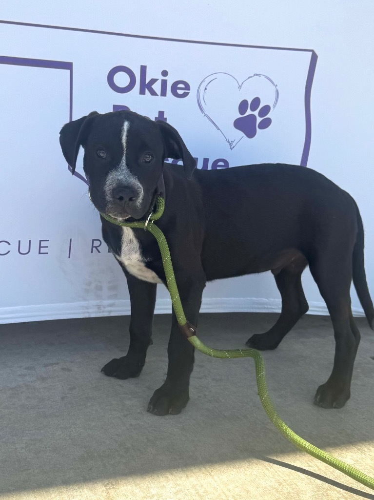 George, an adoptable Pit Bull Terrier, Spaniel in Claremore, OK, 74017 | Photo Image 6
