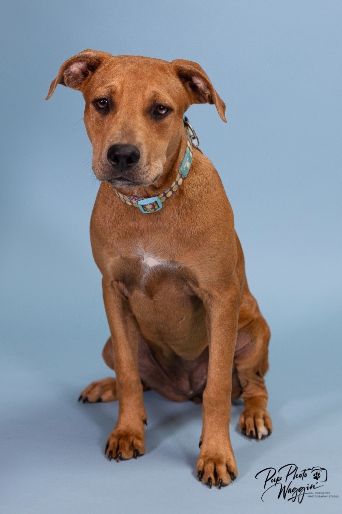 Belle, an adoptable Pit Bull Terrier, Spaniel in Claremore, OK, 74017 | Photo Image 1