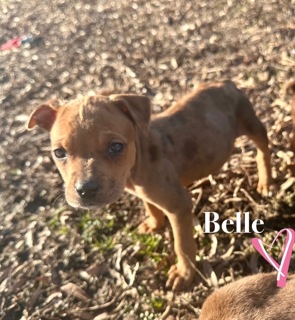 Belle, an adoptable Pit Bull Terrier, Spaniel in Claremore, OK, 74017 | Photo Image 2