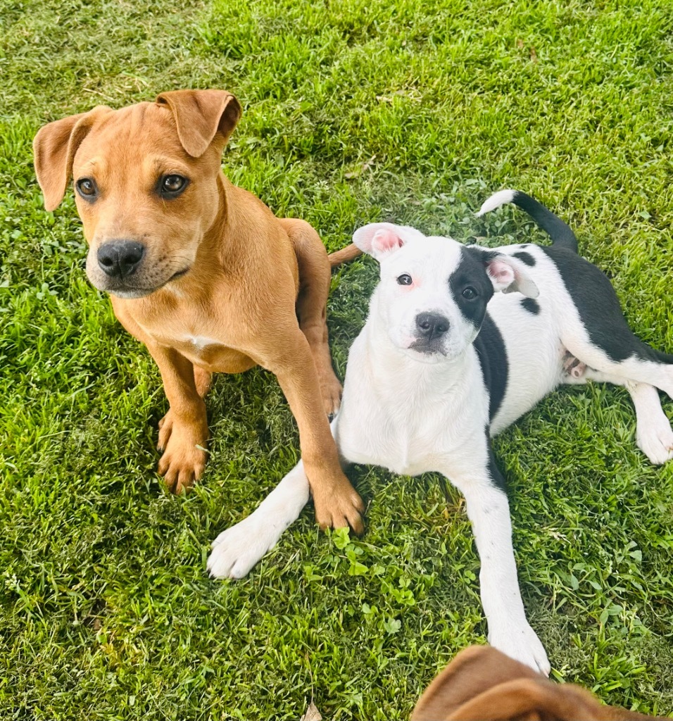 Belle, an adoptable Pit Bull Terrier, Spaniel in Claremore, OK, 74017 | Photo Image 3