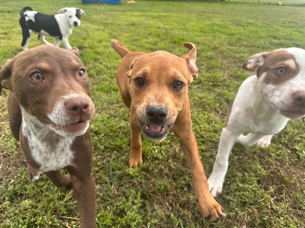 Belle, an adoptable Pit Bull Terrier, Spaniel in Claremore, OK, 74017 | Photo Image 4