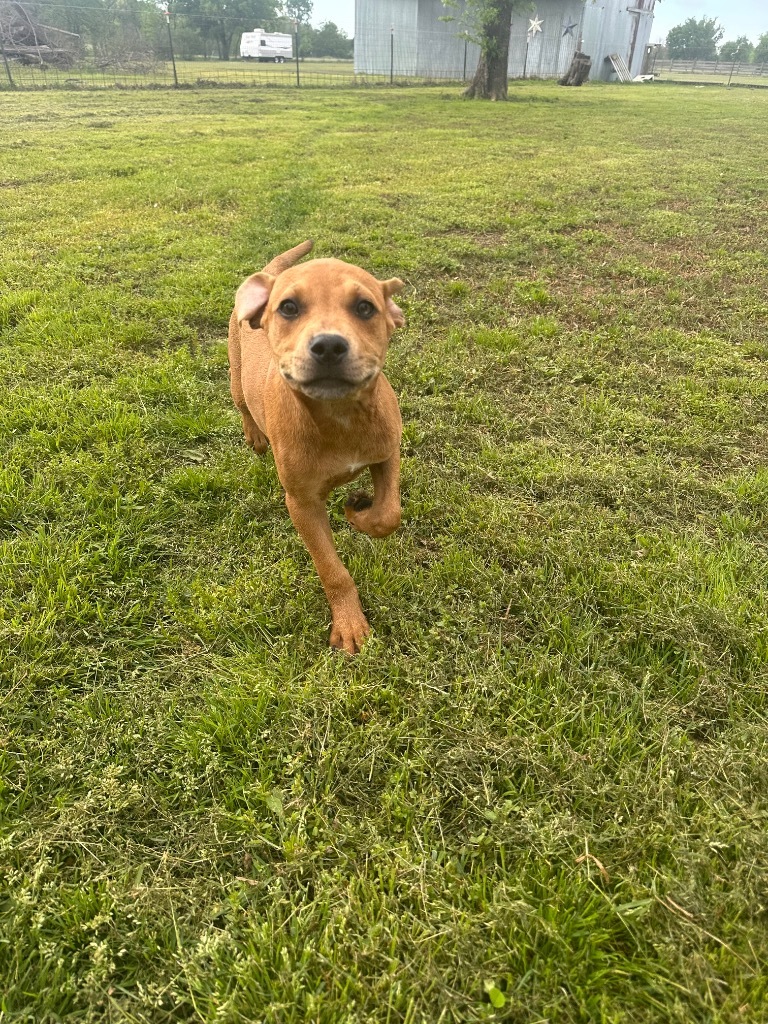 Belle, an adoptable Pit Bull Terrier, Spaniel in Claremore, OK, 74017 | Photo Image 5