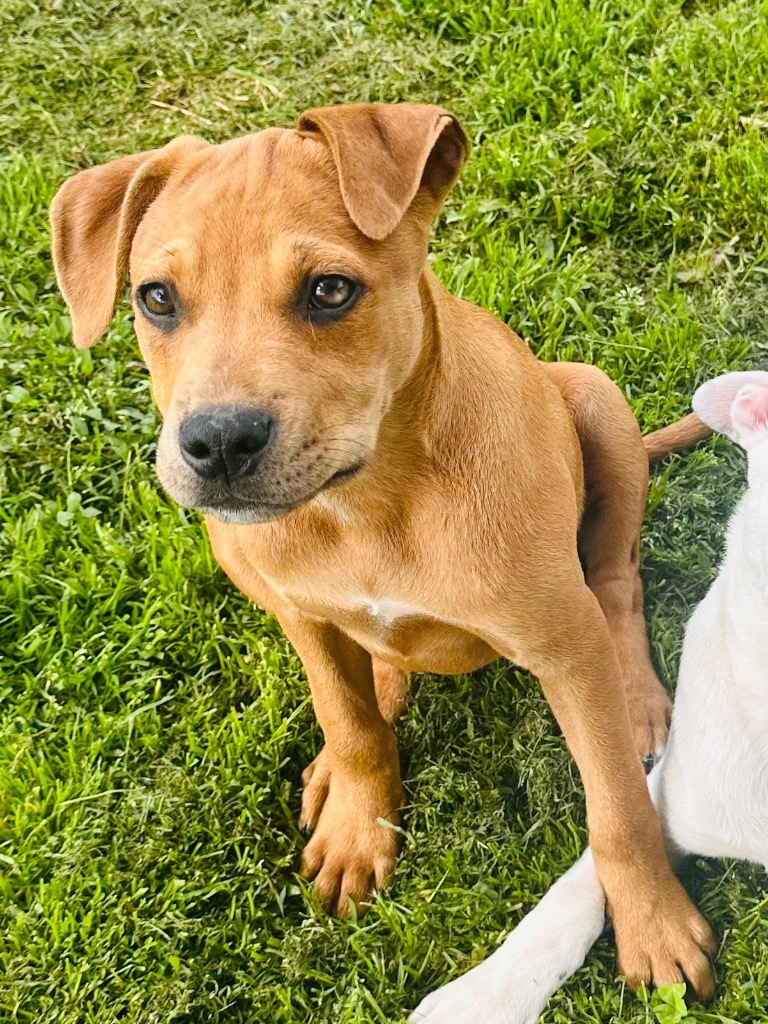 Belle, an adoptable Pit Bull Terrier, Spaniel in Claremore, OK, 74017 | Photo Image 6