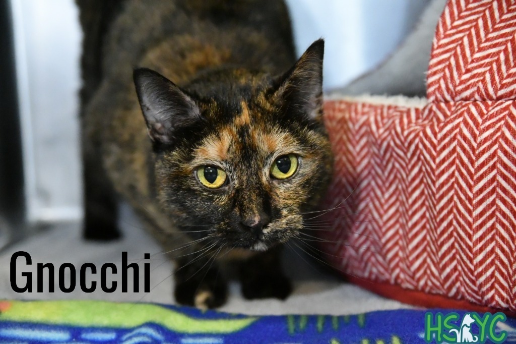 Gnocchi