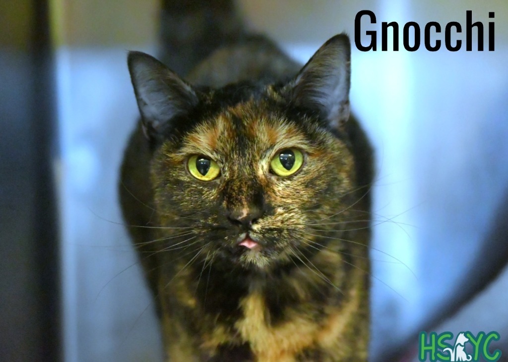 Gnocchi