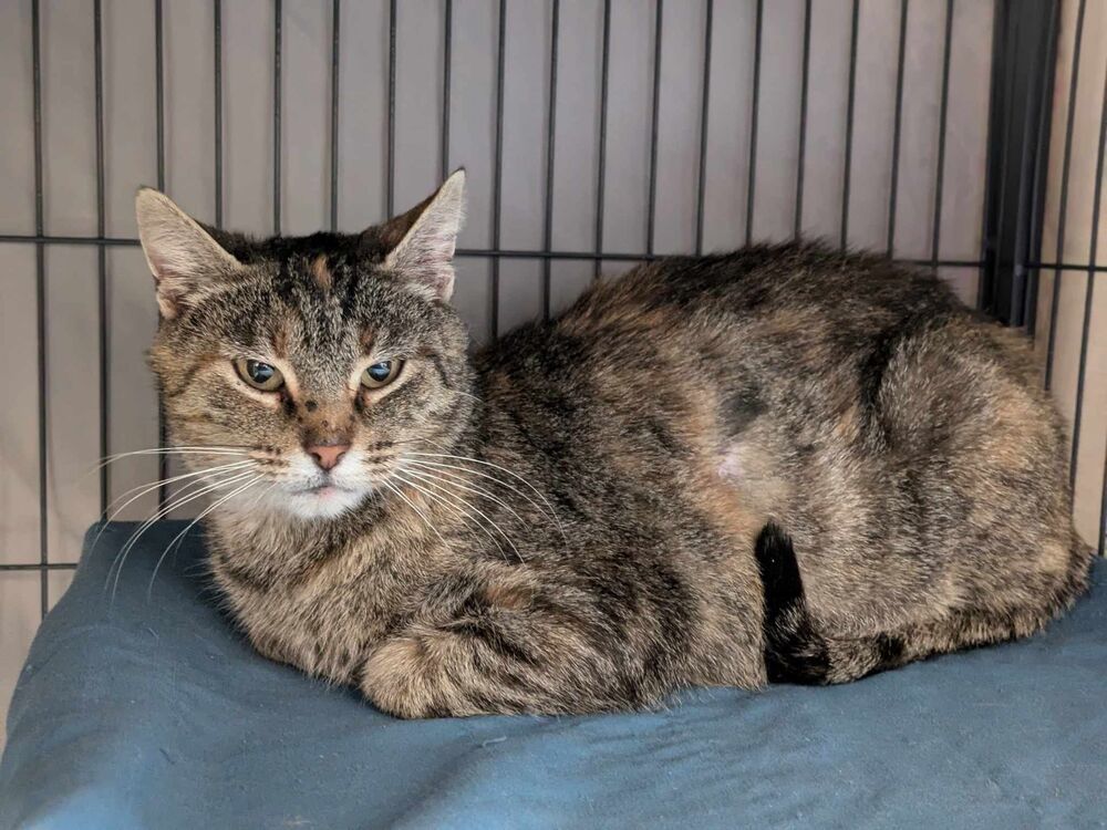 Lori