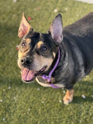 Daisy- In a Foster Home, Adult Female Shepherd