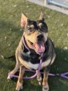 Daisy- In a Foster Home photo 2
