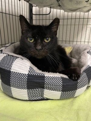 Astoria, Adult Female Domestic Short Hair