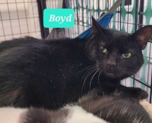 Boyd, Adult Male unknown