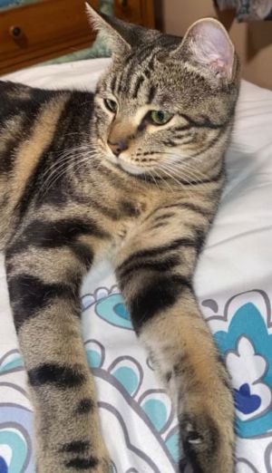 Lassi, Adult Female Domestic Short Hair