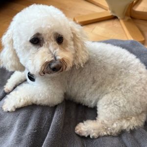 Nobody can resist Sara Lee This darling 5-year-old PoodleMaltese mix has a heart as sweet as her n