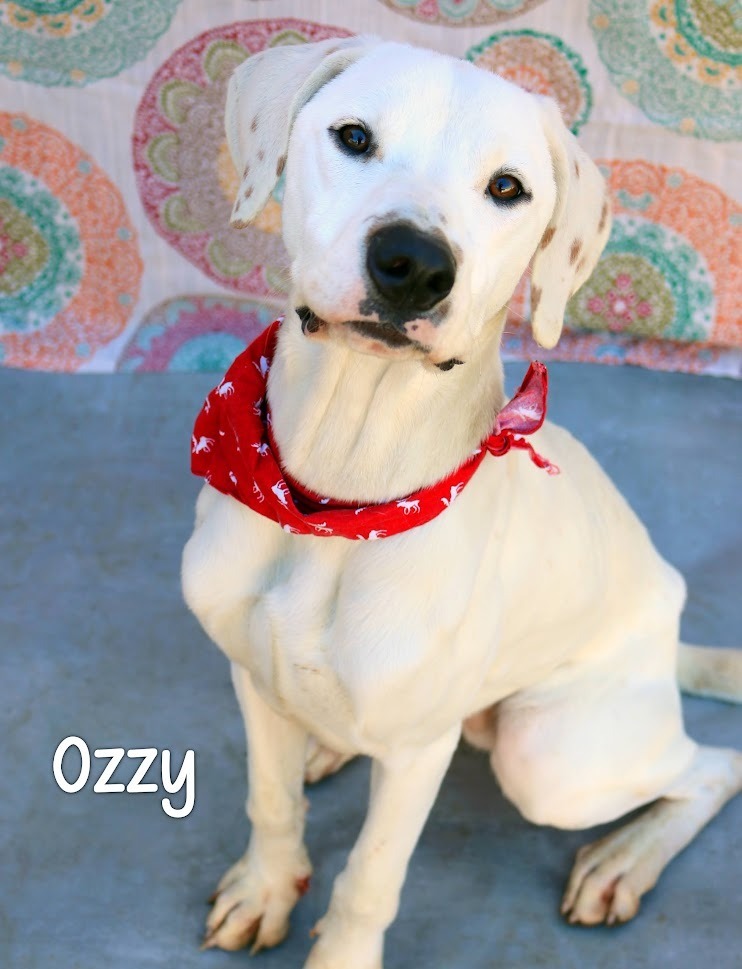 Ozzy