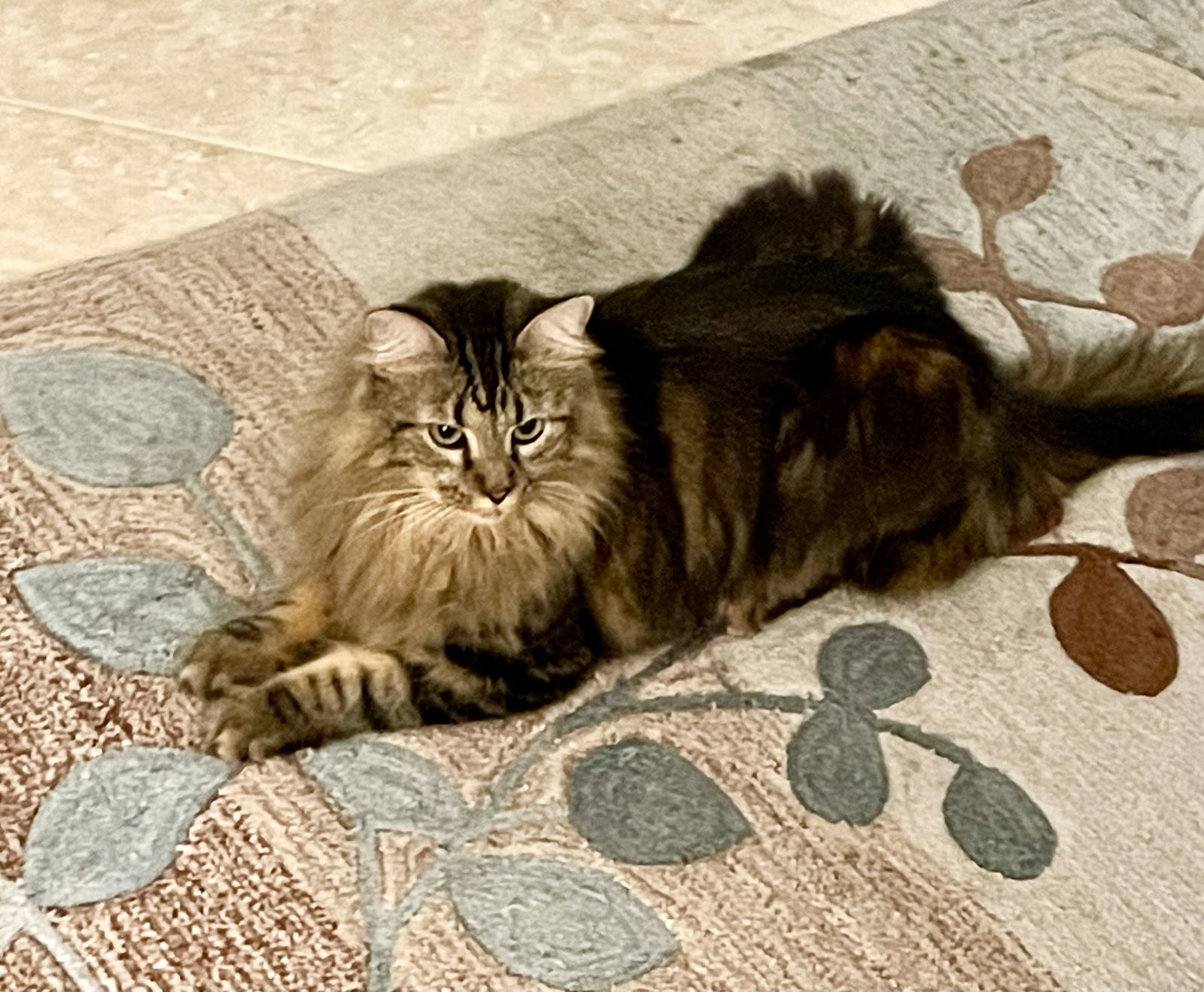 Fluffy *