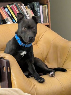 Meatball, Adult Male unknown