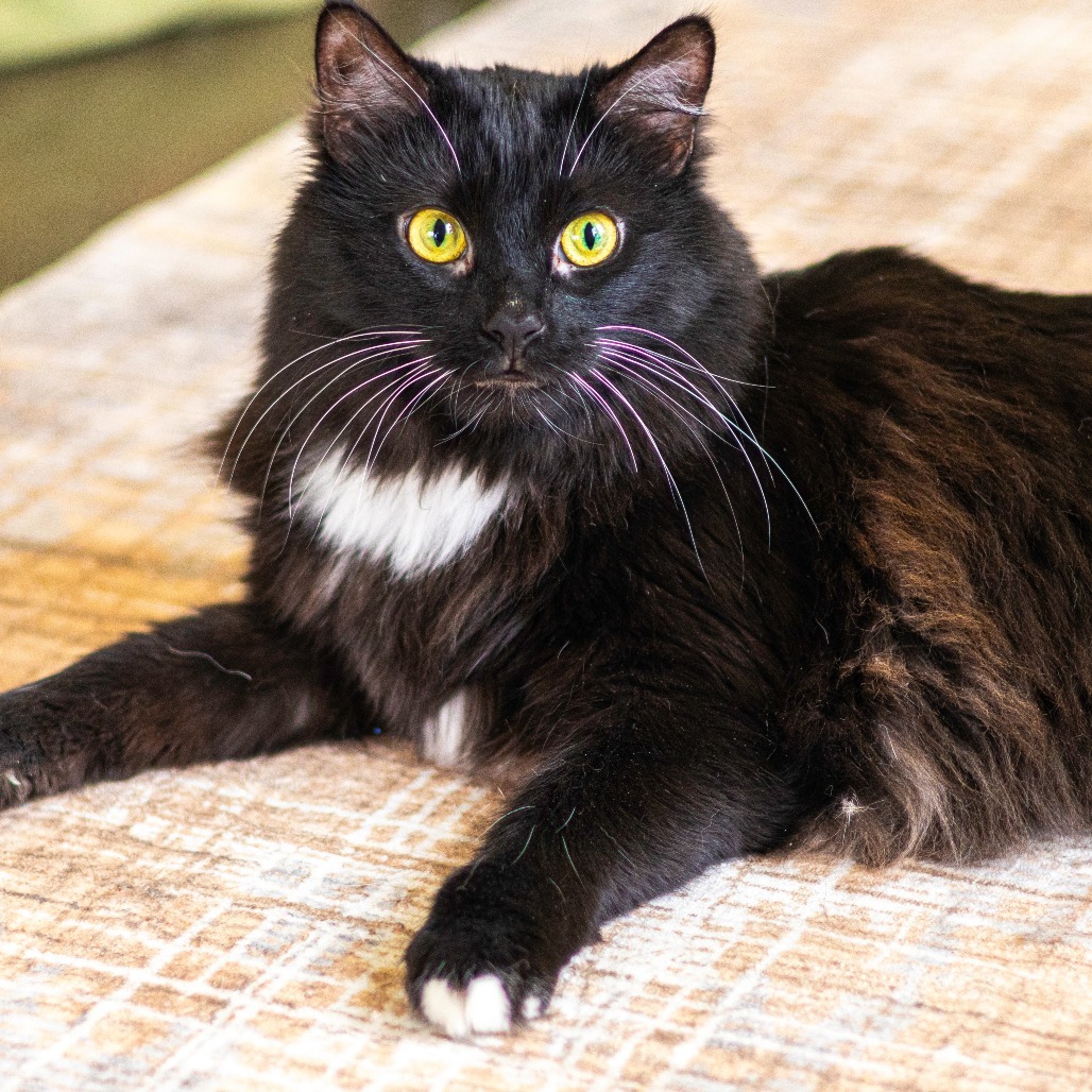 Sable