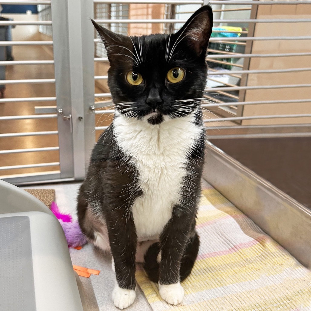 Jitterbug, an adoptable Domestic Short Hair in Hailey, ID, 83333 | Photo Image 1