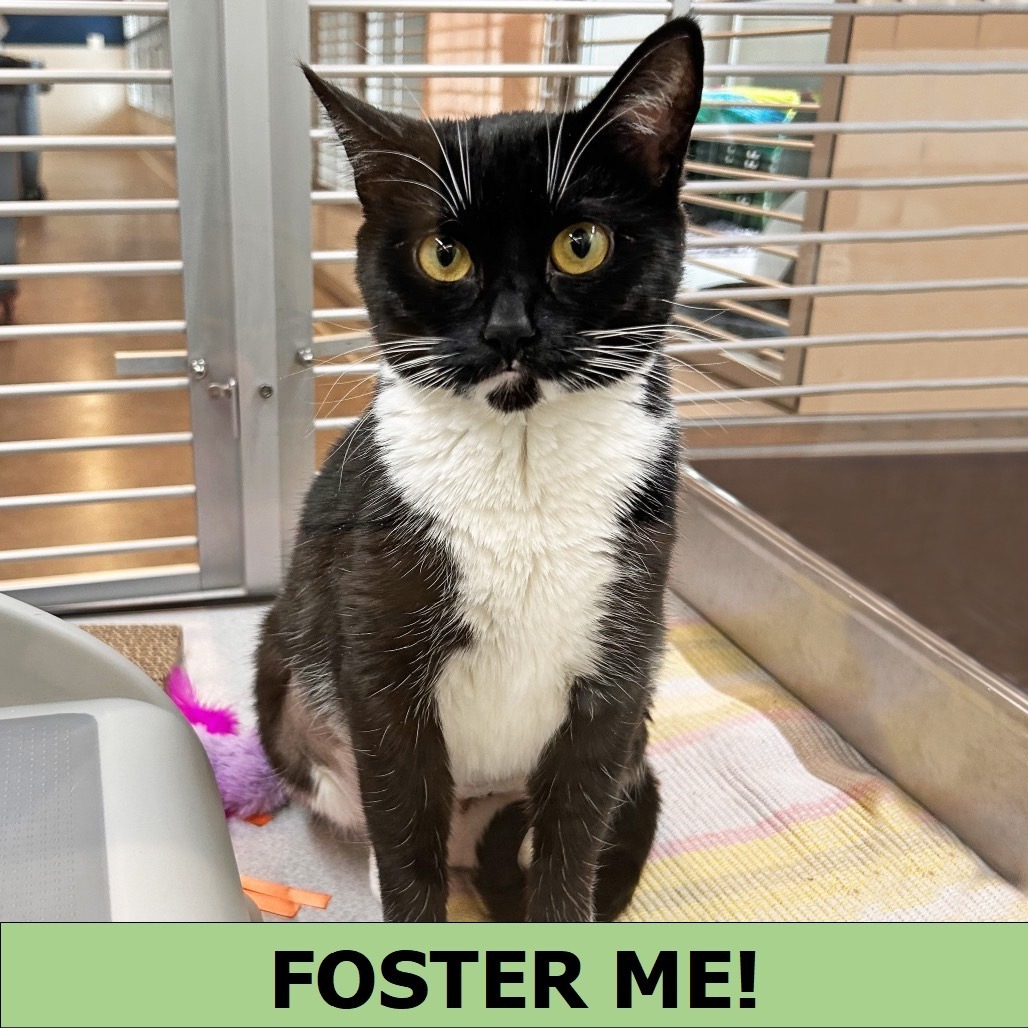 Jitterbug, an adoptable Domestic Short Hair in Hailey, ID, 83333 | Photo Image 1